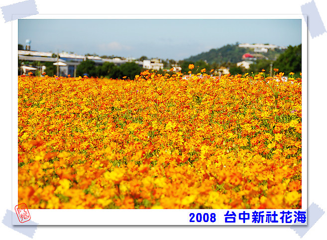  2008 台中新社花海 