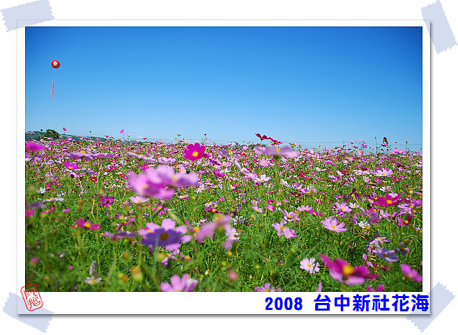  2008 台中新社花海 