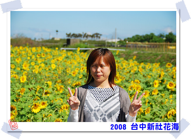  2008 台中新社花海 