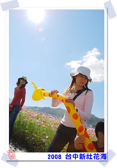  2008 台中新社花海 