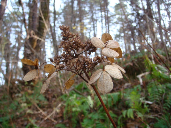 2009.11 527.jpg 2009.11 527.jpg