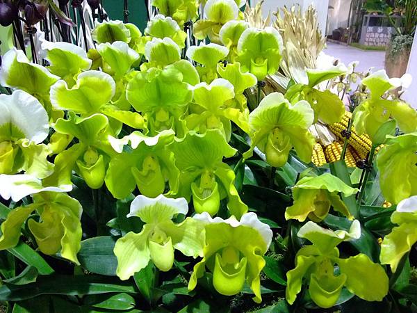 blog 花博　圓山　爭艷館　花舞未來　仙履蘭01.JPG