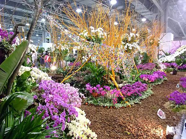 blog 花博　圓山　爭艷館　花舞未來　蝴蝶蘭01.JPG