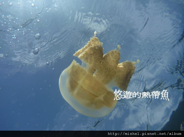 圖片1 圖片1