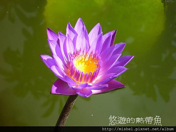 投影片5.JPG 投影片5.JPG