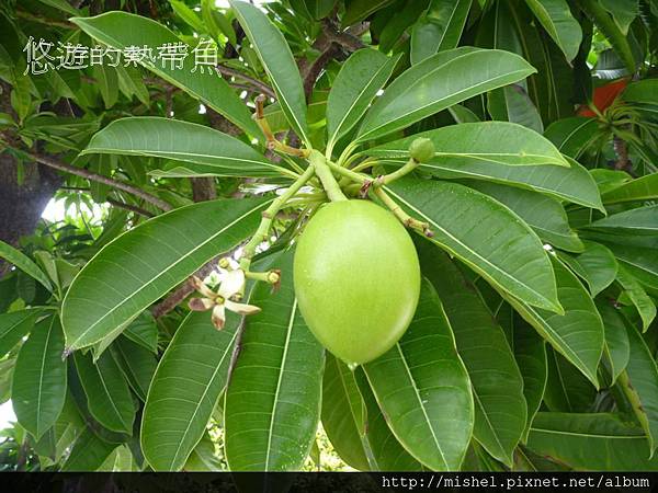 投影片52.JPG 投影片52.JPG