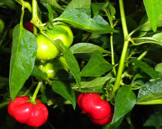 DSCN3419.JPG DSCN3419.JPG