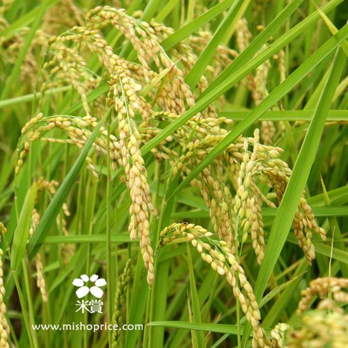 20111118 樂賞米的家(明傳阿伯vs.佳姿媽媽的田) (1).jpg