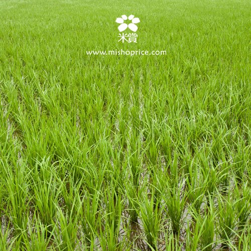 20120416 賞心米新一期作快樂成長中 (1) 20120416 賞心米新一期作快樂成長中 (1)