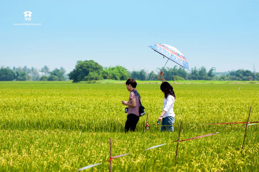 20120523 挖寶曬日光