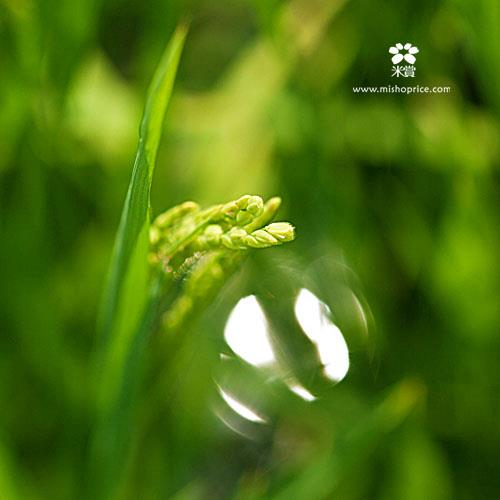 20120525 會發光的田 (10)