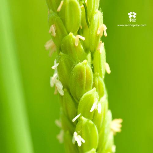 20120531 又見穗花 (1)