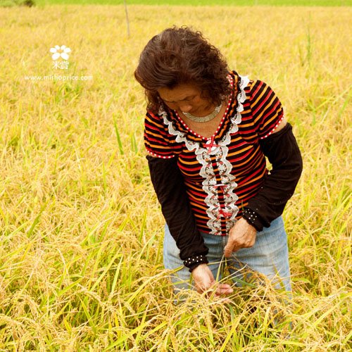 20120612 龍貓車經過稻田 (1)
