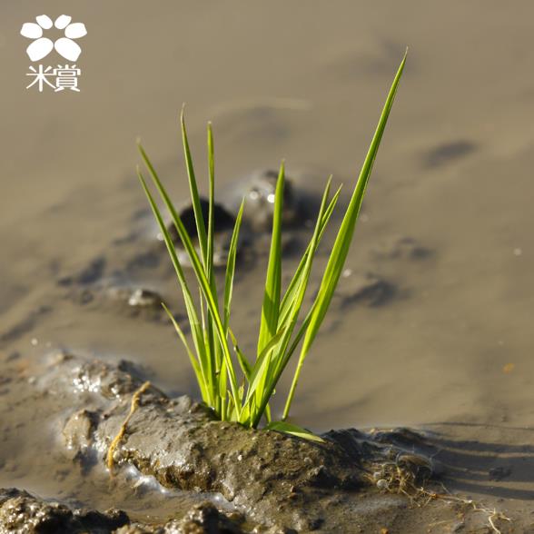 20130305 一起迎接春天的來臨