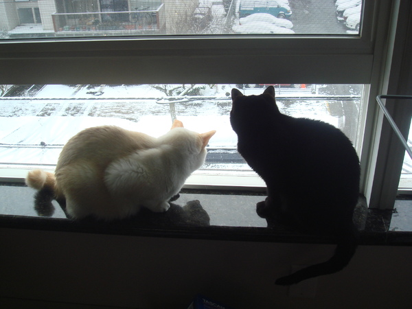 賞雪? 賞雪?
