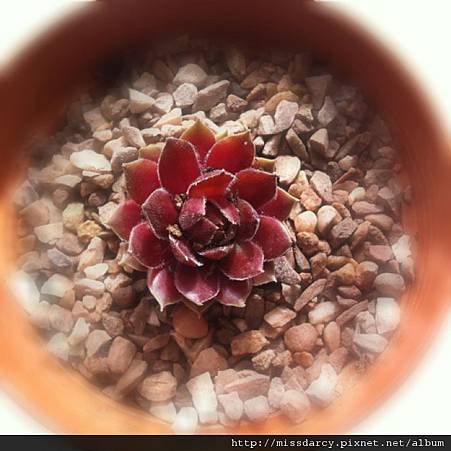 Sempervivum Director Jacobs Sempervivum Director Jacobs