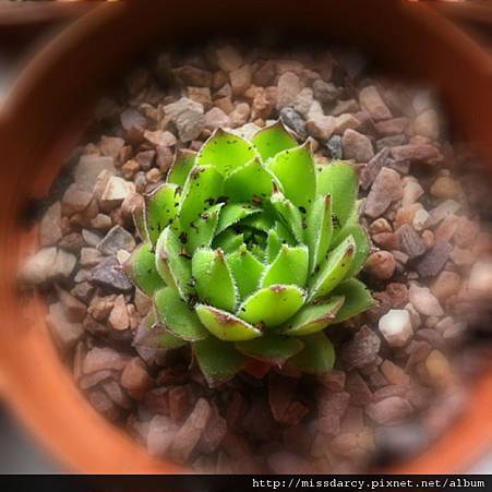 Sempervivum Petsy 觀音蓮 Sempervivum Petsy 觀音蓮