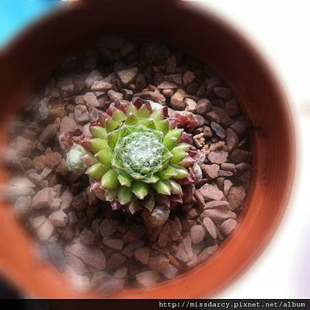 Sempervivum Tomentosum 蛛網卷絹 Sempervivum Tomentosum 蛛網卷絹