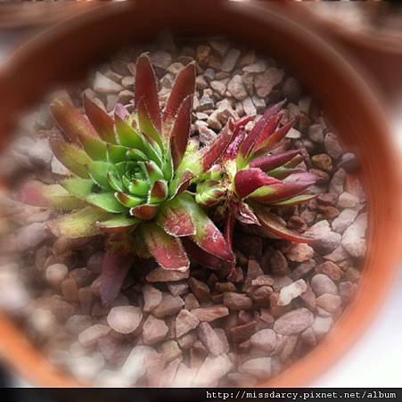 Sempervivum Reinhard 1 Sempervivum Reinhard 1