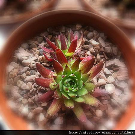 Sempervivum Reinhard 2 Sempervivum Reinhard 2