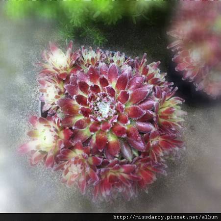 Semp unkown BnQ Semp unkown BnQ