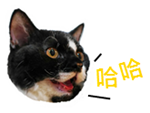 bibi.png