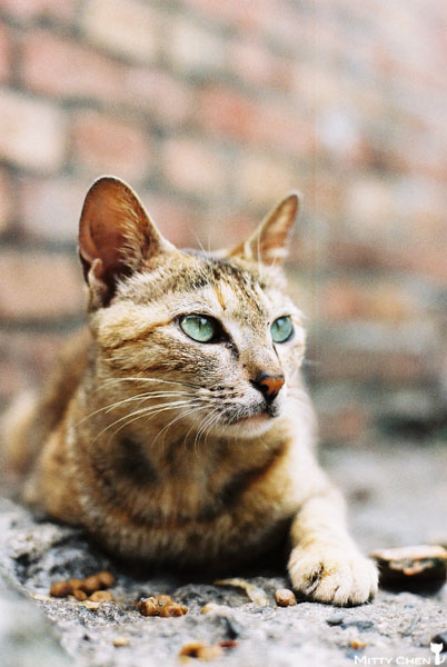 FM2-cat-054-v200.jpg FM2-cat-054-v200.jpg