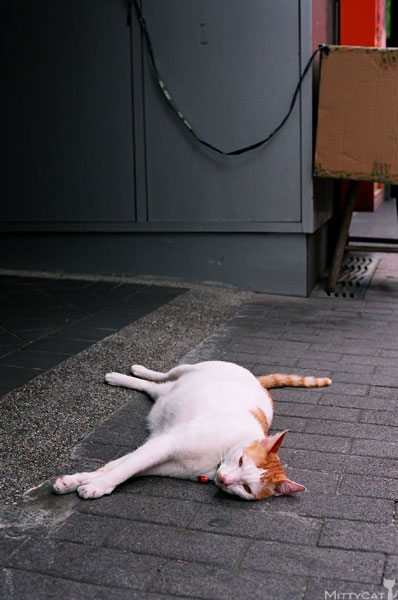 FM2-cat-083-x4.jpg FM2-cat-083-x4.jpg