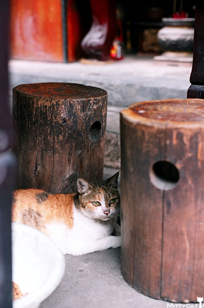 FM2-cat-084-x4.jpg FM2-cat-084-x4.jpg