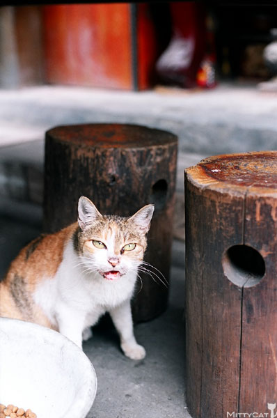 FM2-cat-085-x4.jpg FM2-cat-085-x4.jpg