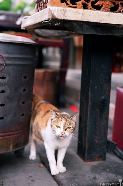 FM2-cat-086-x4.jpg FM2-cat-086-x4.jpg