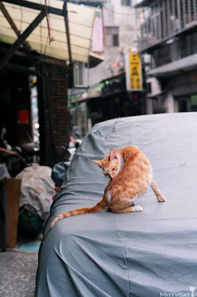 FM2-cat-087-x4.jpg FM2-cat-087-x4.jpg