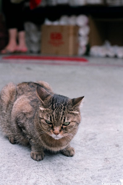 FM2-cat-088-x4.jpg FM2-cat-088-x4.jpg