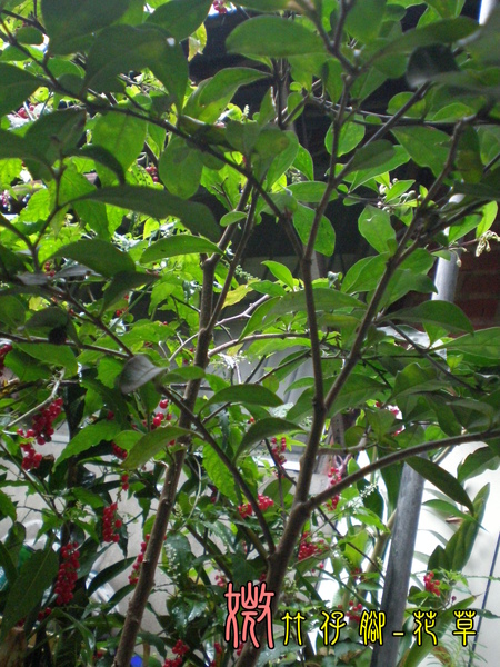 20090426外婆家 (14).jpg 20090426外婆家 (14).jpg