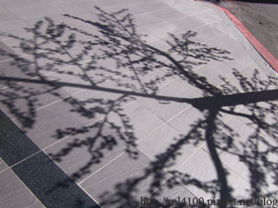 樹影.jpg 樹影.jpg