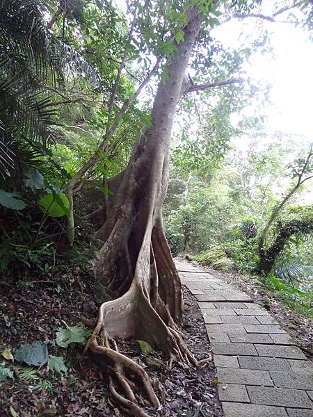 烏塗溪大板根 烏塗溪大板根