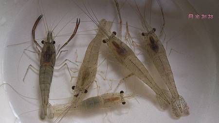 月光蝦溪 月光蝦溪