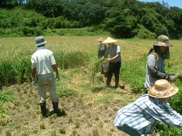另一區稻米收割7-1.JPG
