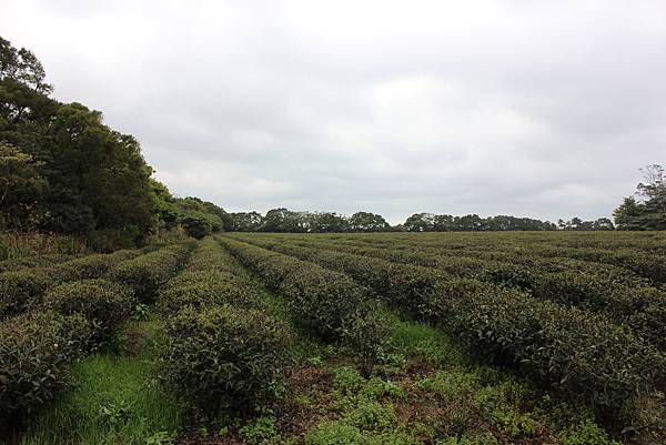 0309龜山大坑桐花步道陳厝坑山 (3).JPG