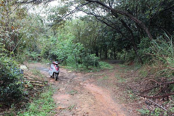 0309龜山大坑桐花步道陳厝坑山 (7).JPG