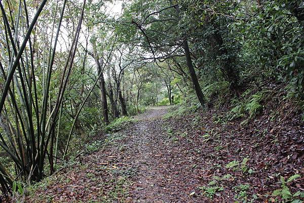 0309龜山大坑桐花步道陳厝坑山 (8).JPG
