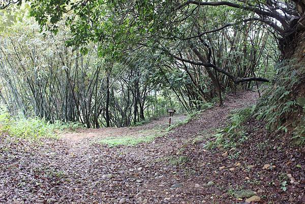 0309龜山大坑桐花步道陳厝坑山 (9).JPG