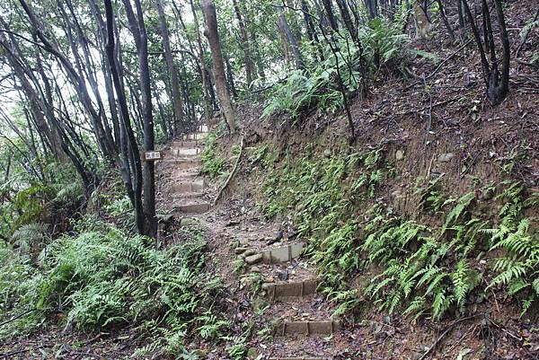 0309龜山大坑桐花步道陳厝坑山 (10).JPG