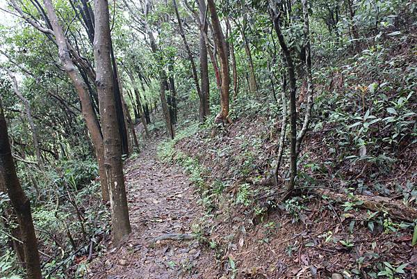 0309龜山大坑桐花步道陳厝坑山 (11).JPG
