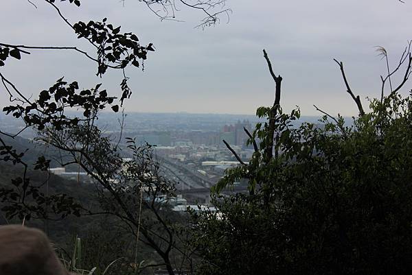 0309龜山大坑桐花步道陳厝坑山 (12).JPG