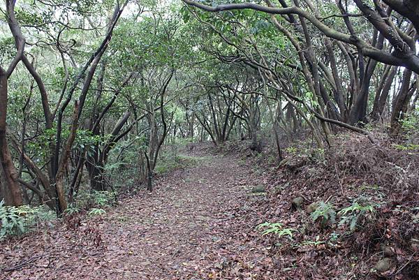 0309龜山大坑桐花步道陳厝坑山 (14).JPG