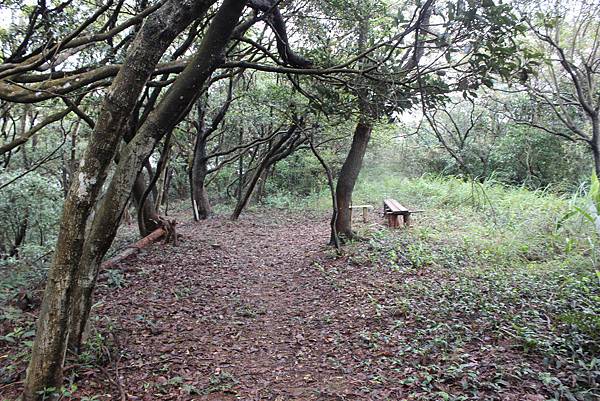 0309龜山大坑桐花步道陳厝坑山 (15).JPG