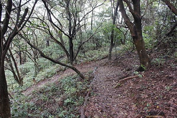 0309龜山大坑桐花步道陳厝坑山 (16).JPG