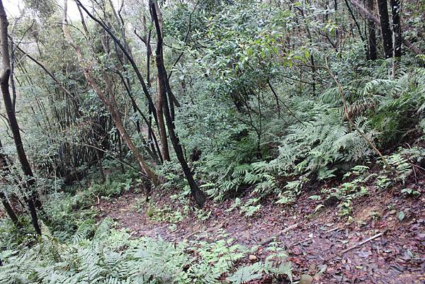 0309龜山大坑桐花步道陳厝坑山 (17).JPG
