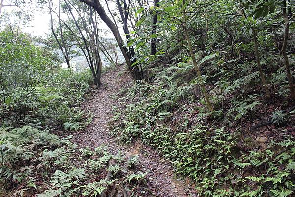 0309龜山大坑桐花步道陳厝坑山 (18).JPG